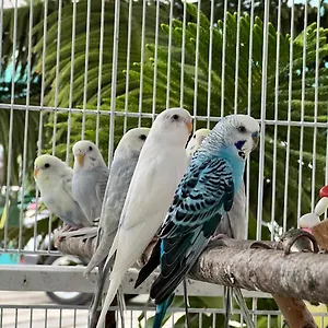  Apartamento B-5 Aprt. Tipo Sonidos De Aves. República Dominicana